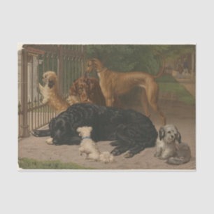 Papier Mousseline Otto Bache Chiens non admis