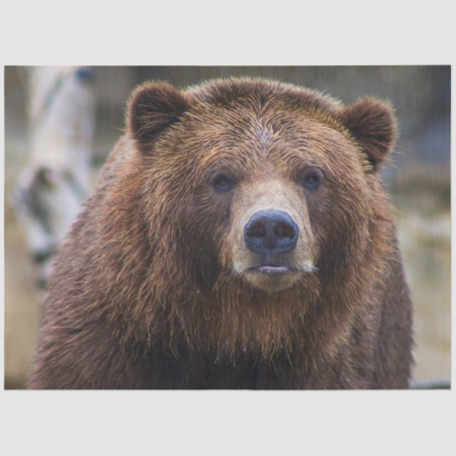 Papier Mousseline Ours Brown (Recto)