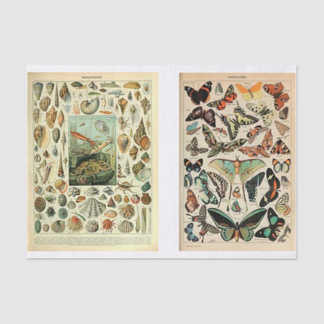Papier Mousseline Pages Millet (Recto)