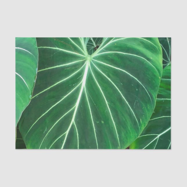 Papier Mousseline Palm Leaf, feuillage tropical, forêt tropicale (Recto)