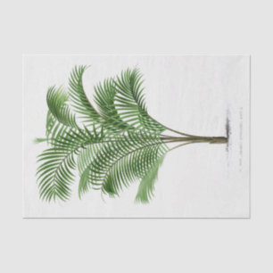 Papier Mousseline Palmier vintage   Calamus Asperrimus