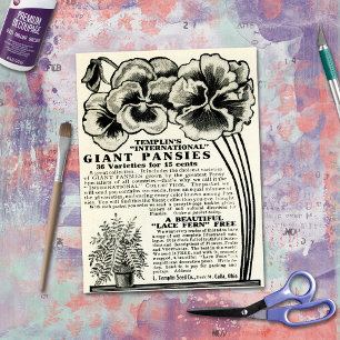 Papier Mousseline Pansies géantes vintages Catalogue de semences
