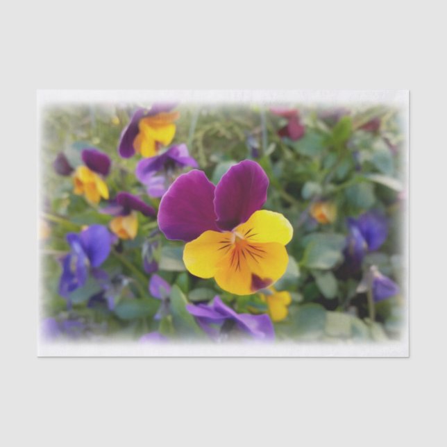 Papier Mousseline Pansies lumineuses (Recto)