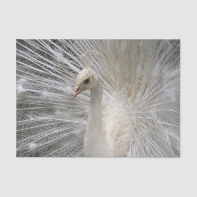 Papier Mousseline Paon impérial (Recto)