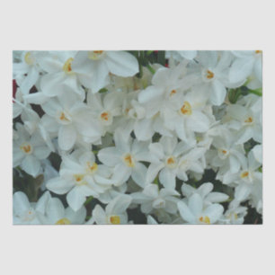 Papier Mousseline Paperwhite Narcissus Fleurs blanches délicates