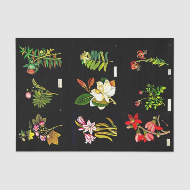 Papier Mousseline Papier de découpage 10"x15" - Mary Delany 14 (Recto)