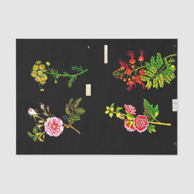 Papier Mousseline Papier de découpage 10"x15" - Mary Delany 16 (Recto)