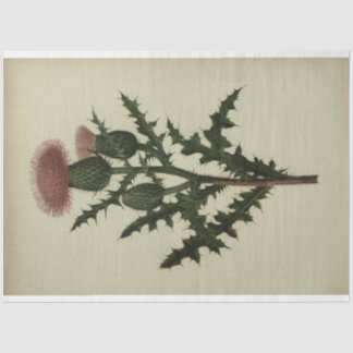 Papier Mousseline Papier de découpage de chardon