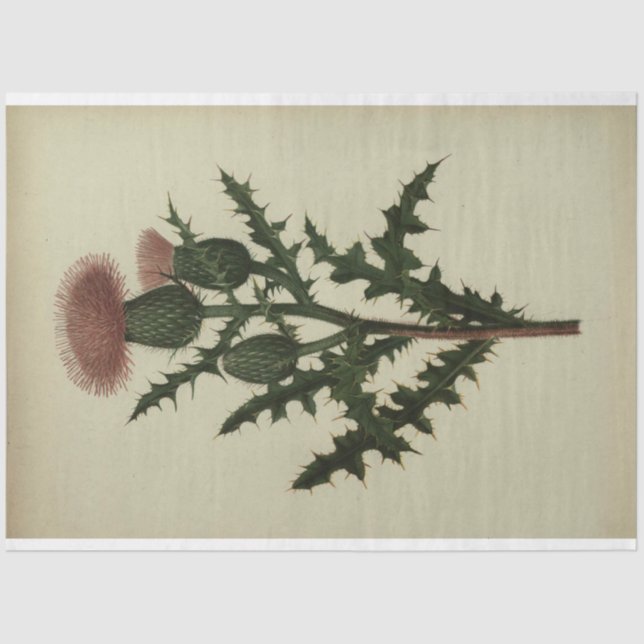 Papier Mousseline Papier de découpage de chardon (Recto)