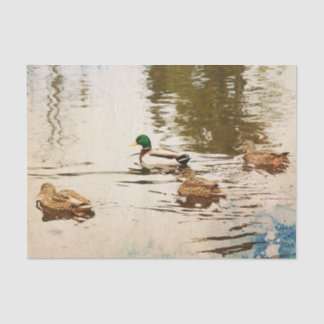 Papier Mousseline Papier de papier de fond Mallard Ducks