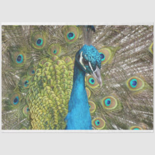 Papier Mousseline Papier de papier de fond Peacock 1 Wall Art Decoup