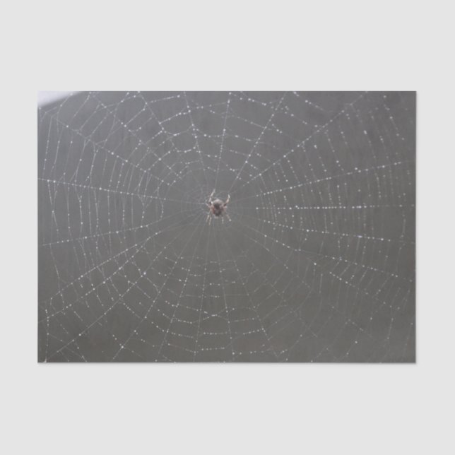 Papier Mousseline Papier de papier de fond Web Spider (Recto)