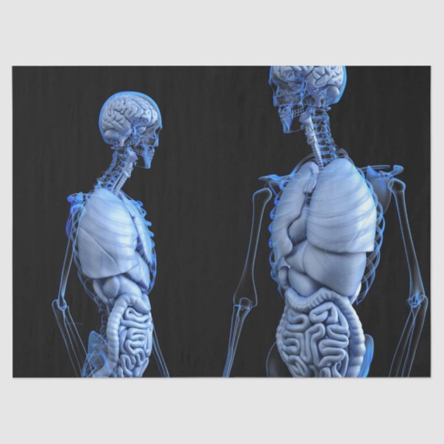 Papier Mousseline papier de tissu d'anatomie humaine (Recto)