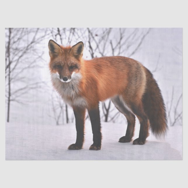 Papier Mousseline papier de tissu de renard des bois (Recto)