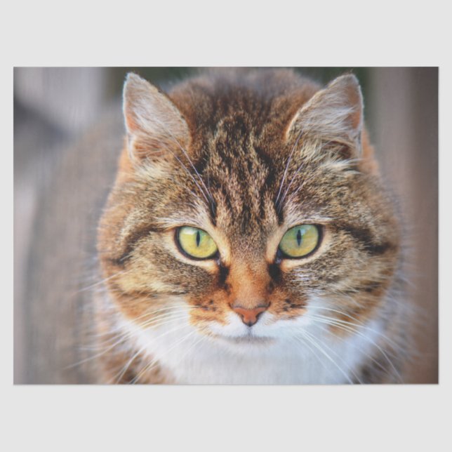 Papier Mousseline papier de tissu faciale kitty cat (Recto)