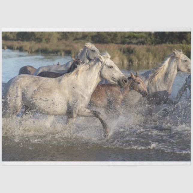 Papier Mousseline papier de tissu pour chevaux (Recto)