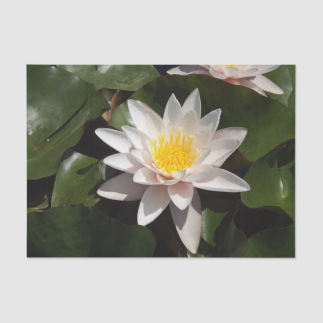 Papier Mousseline Papier de tissu Water Lily (Recto)