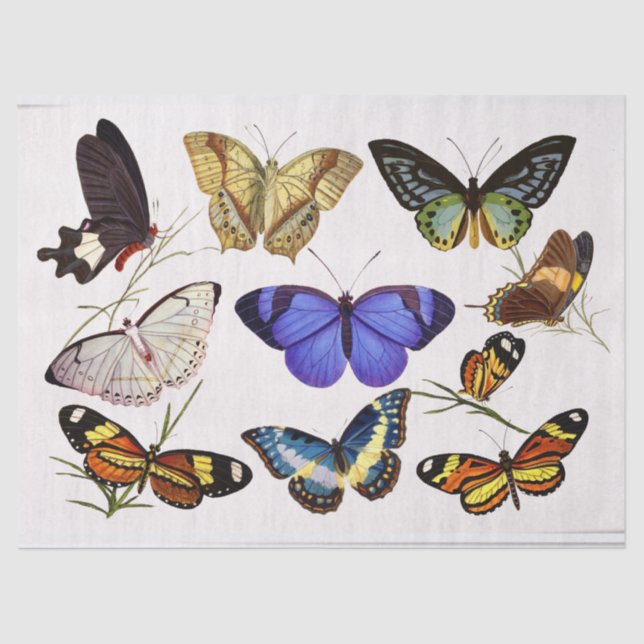 Papier Mousseline Papier de tissus à papillons victoriens (Recto)