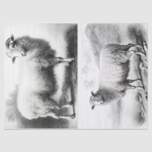 Papier Mousseline Papier de tissus pour moutons d'élevage