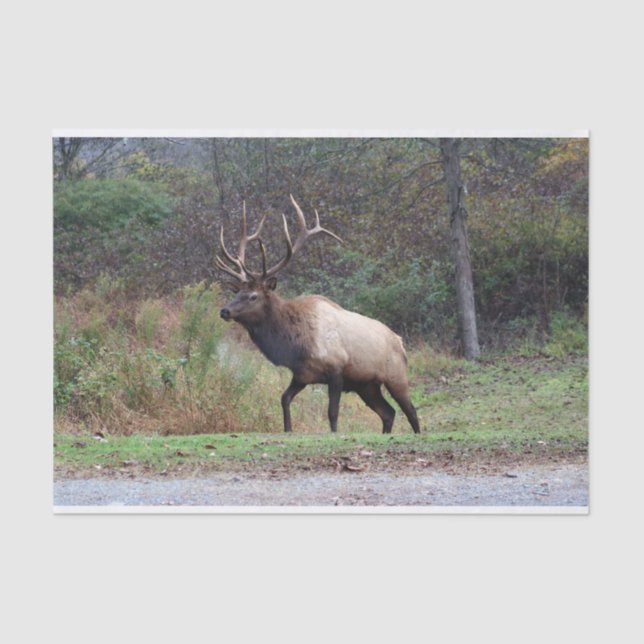 Papier Mousseline Papier Tissu d'Elk (Recto)