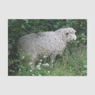 Papier Mousseline Papier Tissu Maigre Gourmande Manger Du Mouton