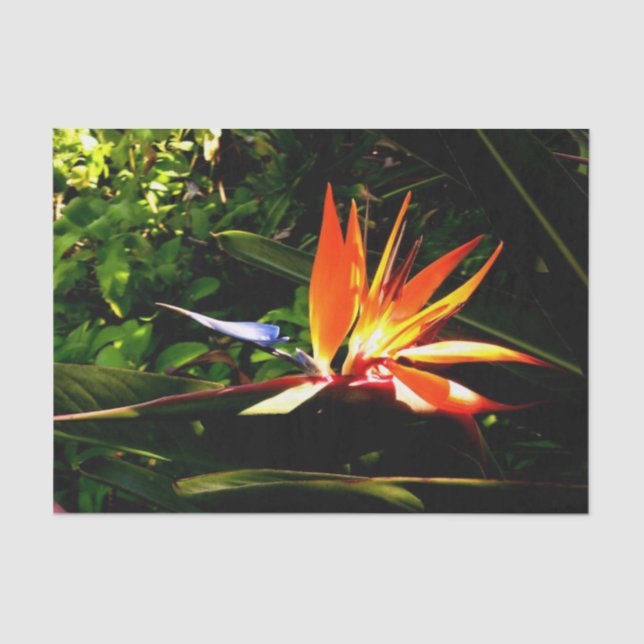 Papier Mousseline Papier Tissu Oiseau de Paradis (Recto)