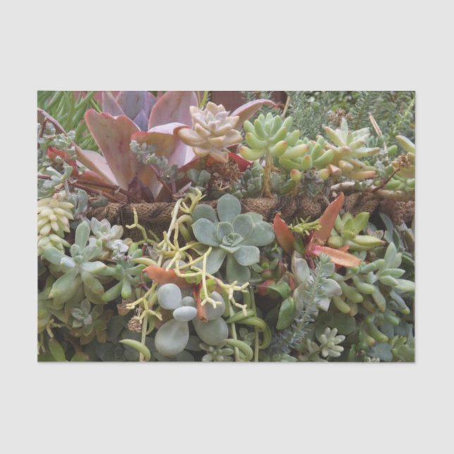 Papier Mousseline Papier Tissu Succulent (Recto)