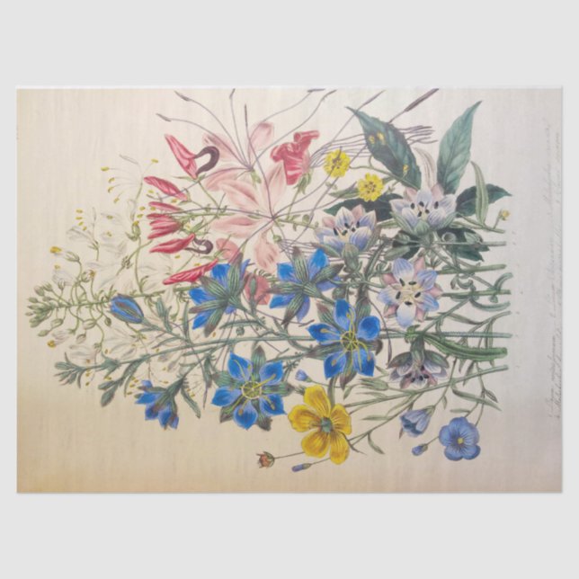 Papier Mousseline Papier tissu végétal vintage et Cléomé (Recto)