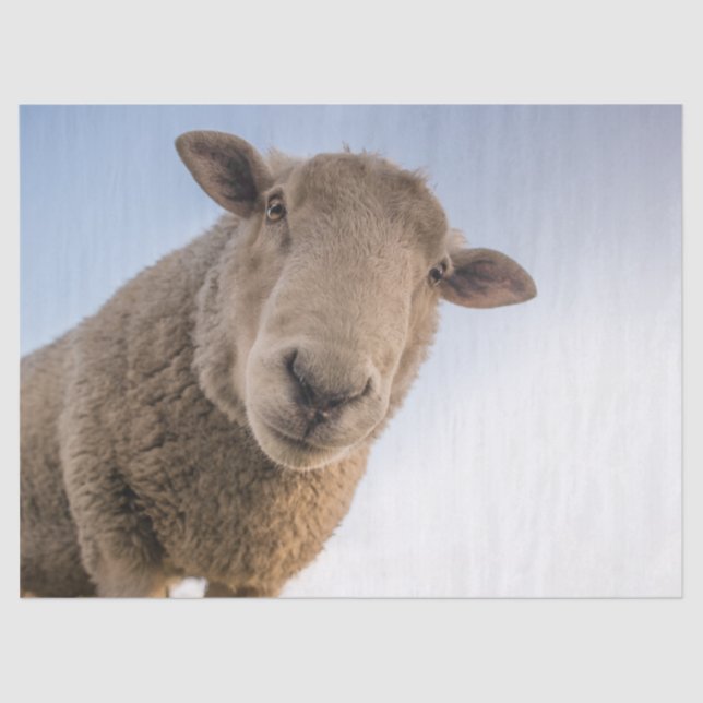 Papier Mousseline Papier Tissue Hi (Recto)