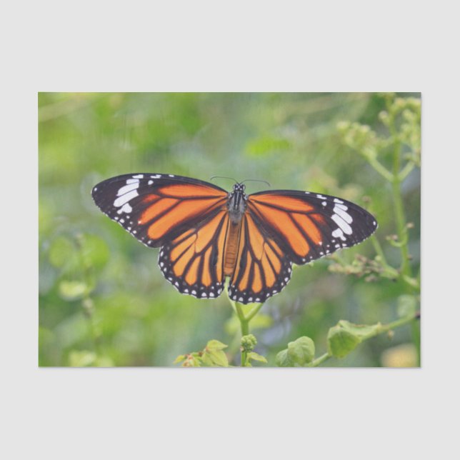 Papier Mousseline Papillon à rayures orange (Recto)