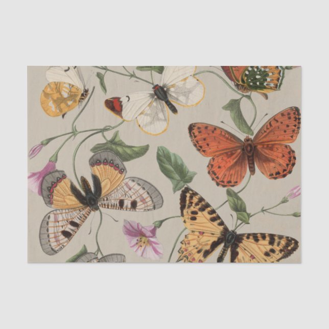 Papier Mousseline Papillon Moth Nature Collection Dessin (Recto)
