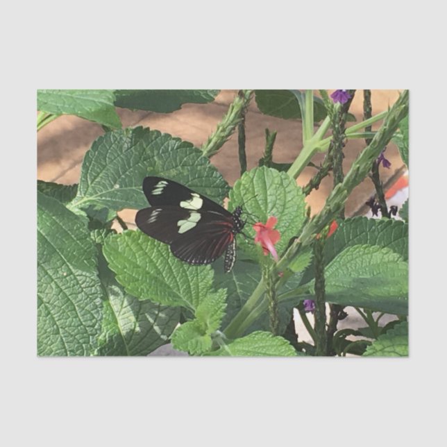 Papier Mousseline Papillon noir et jaune au printemps (Recto)