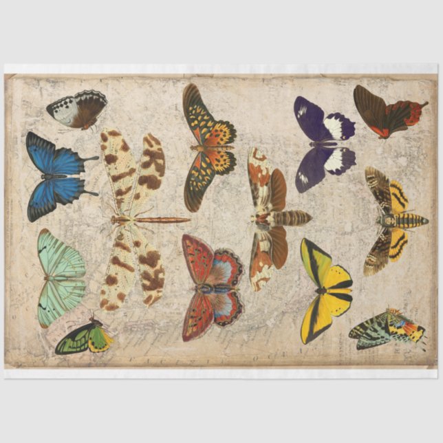 Papier Mousseline Papillon papillon papillon papillon (Recto)