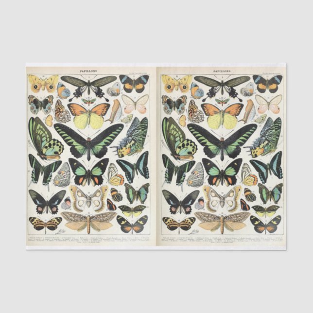 Papier Mousseline Papillons Millot (Recto)