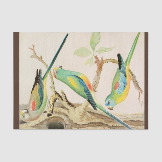 Papier Mousseline Parakeet Turquoise (Recto)