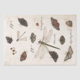 Papier Mousseline Parchemin d'insecte de la libellule papillon