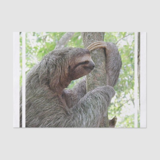 Papier Mousseline Paresse mignonne (Recto)