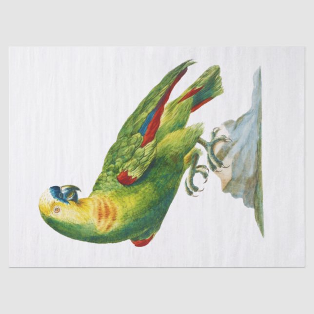 Papier Mousseline Parrot Bird Art Vintage (Recto)