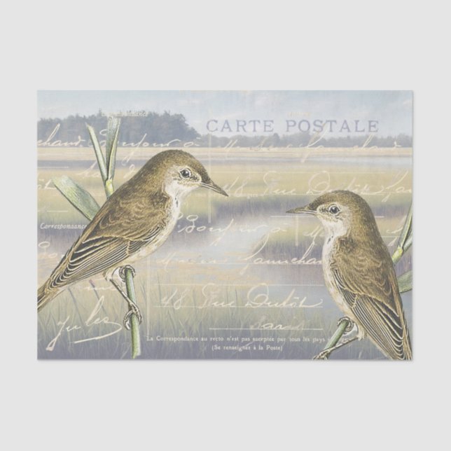 Papier Mousseline Paruline à roseaux Marais d'oiseaux Script françai (Recto)