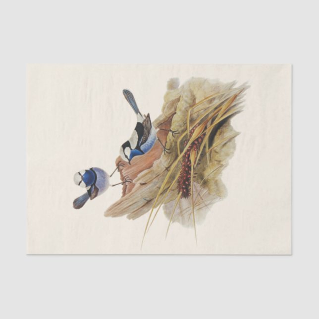 Papier Mousseline Paruline superbe turquoise, Découpage (Recto)