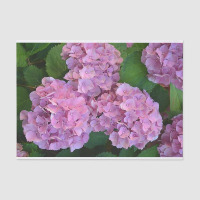 Papier Mousseline Pastel rose Hortensia hydrangea fleurs (Recto)