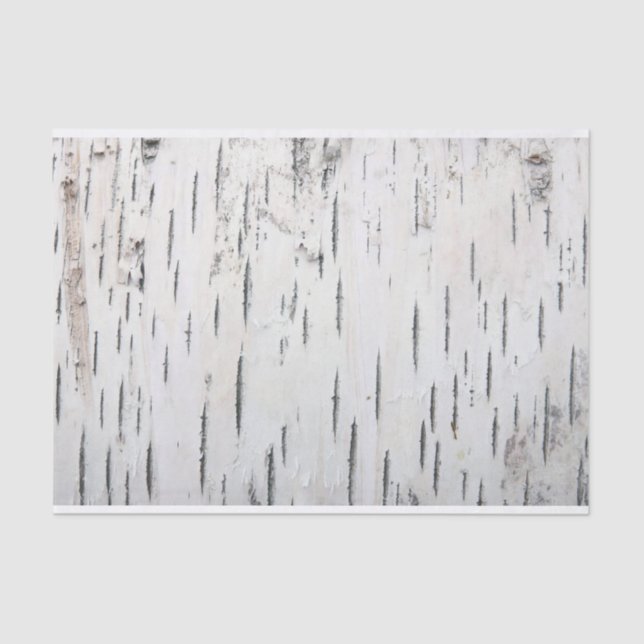 Papier Mousseline Pays Barre rustique de bouleau (Recto)