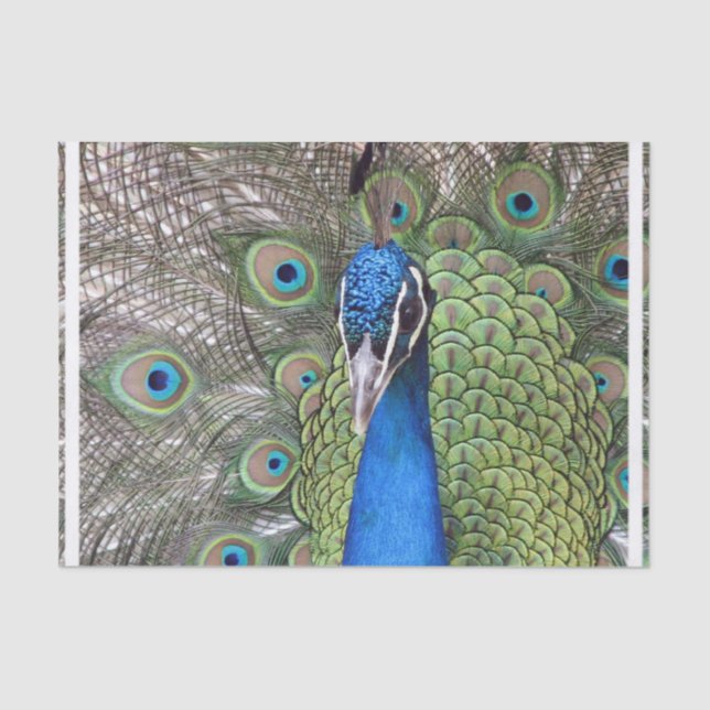 Papier Mousseline peacock-3.jpg (Recto)