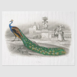 Papier Mousseline Peacock Bird Cour française Découpage Vintage