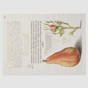 Papier Mousseline Pear French Rose Calligraphie