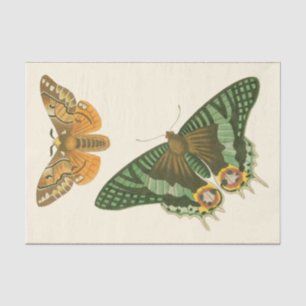 Papier Mousseline Peinture à papillon légèrement frontière