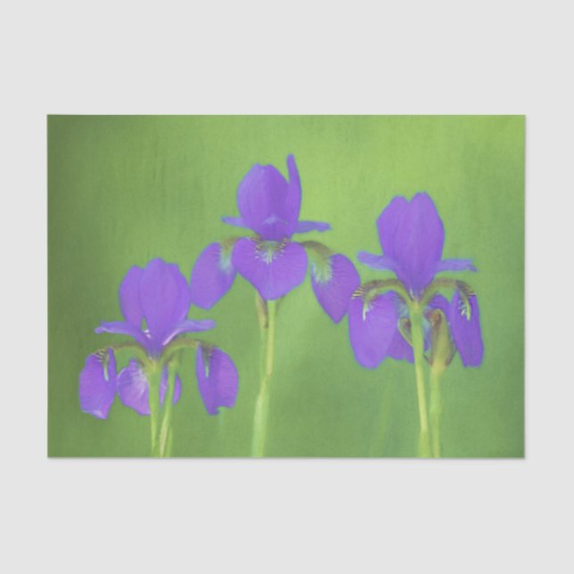 Papier Mousseline Peinture Iris Violet - Art Fleur Originale (Recto)