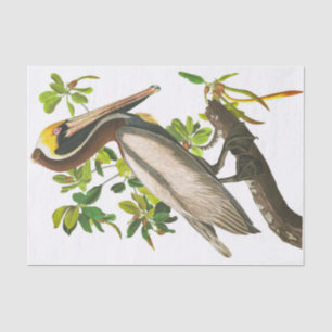 Papier Mousseline Pélican Brown par John James Audubon