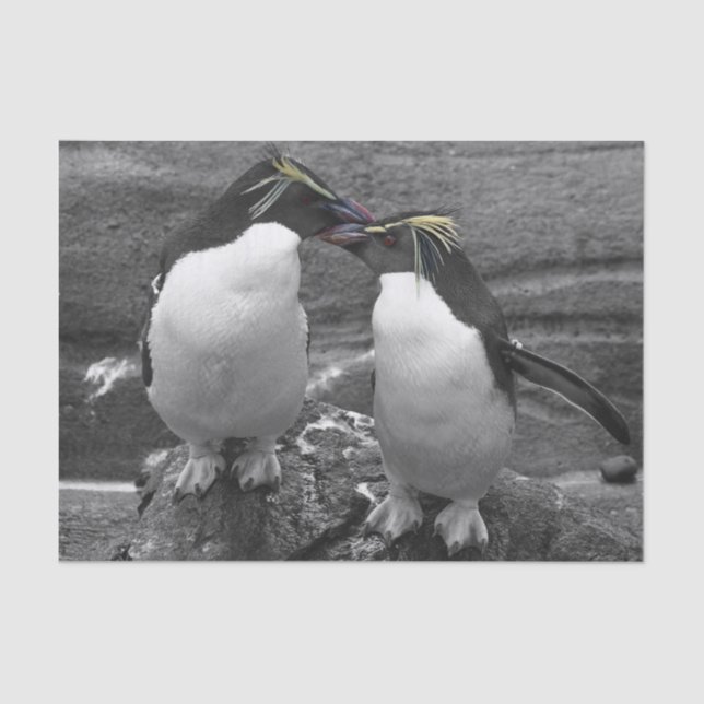 Papier Mousseline Penguin Colour Splash (Recto)