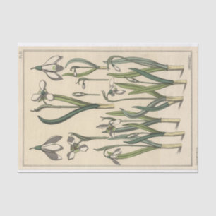 Papier Mousseline Perce-neige, série de botanique d'Eugene Grasset